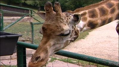 Giraffe, Erdmännchen & Co.: Naschereien für Zwergschimpansen (43)