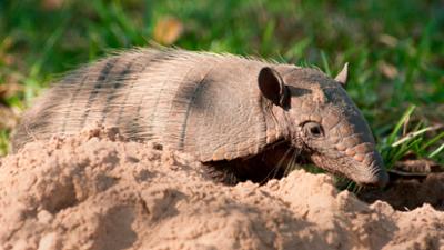 Giraffe, Erdmännchen & Co.: Der Besuch der alten Dame (149)