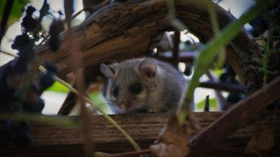 Giraffe, Erdmännchen & Co.: Putzige Findelkinder (192)