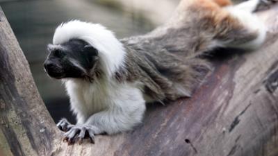 Giraffe, Erdmännchen & Co.: Gesellschaft für ein einsames Affenmädchen (253)