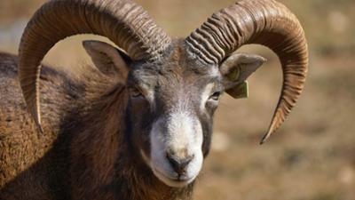 Giraffe, Erdmännchen & Co.: Mufflon-Rodeo (148)