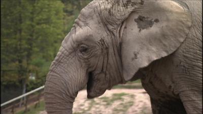 Giraffe, Erdmännchen & Co.: Auch ein Elefantenfuß braucht Pflege (133)