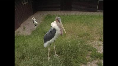 Giraffe, Erdmännchen & Co.: Misstrauische Marabus (3)