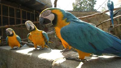 Giraffe, Erdmännchen & Co.: Badetag bei den Papageien (173)