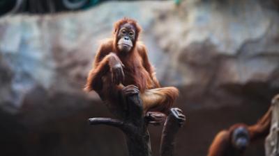 Giraffe, Erdmännchen & Co.: Ein Kletterparadies für die Orang-Utans (212)