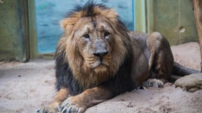 Giraffe, Erdmännchen & Co.: Löwe mit "Durchblick" (126)