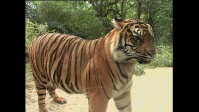 Giraffe, Erdmännchen & Co.: In froher Erwartung? (25)