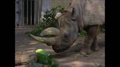 Giraffe, Erdmännchen & Co.: Melonen? Ganz schön unheimlich... (12)
