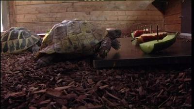 Giraffe, Erdmännchen & Co.: Frühlingserwachen (45)