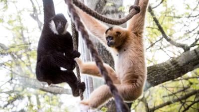 Giraffe, Erdmännchen & Co.: Die große Kugel (163)