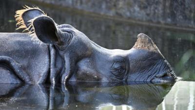 Giraffe, Erdmännchen & Co.: Nashorn Kalushos Angst vor der Melone (276)