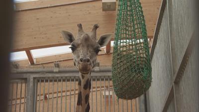 Giraffe, Erdmännchen & Co.: Auge in Auge mit Giraffe Gregor (312)