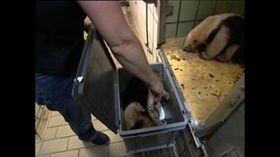 Giraffe, Erdmännchen & Co.: Gefährliche Versuchung ... (6)