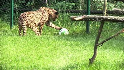 Giraffe, Erdmännchen & Co.: Ein Gepard als Mittelstürmer (194)