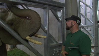 Giraffe, Erdmännchen & Co.: Elefant Tamo – der Bob Dylan von Kronberg (215)