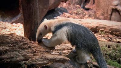 Giraffe, Erdmännchen & Co.: Ameisenbärin beim Ultraschall (129)