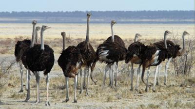 Giraffe, Erdmännchen & Co.: Neue Tiere für die Savanne (14)