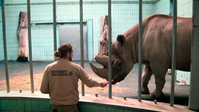 Giraffe, Erdmännchen & Co.: Abreibung für Kalusho (175)