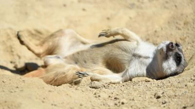 Giraffe, Erdmännchen & Co.: Wehrhafte Pandababys (195)