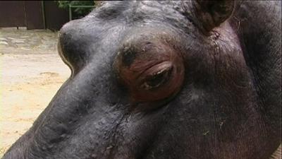 Giraffe, Erdmännchen & Co.: Doktorspiele (47)