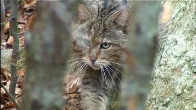 Giraffe, Erdmännchen & Co.: Überraschung bei den Wildkatzen (176)