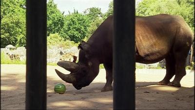 Giraffe, Erdmännchen & Co.: Die Melone, das unbekannte Wesen (230)