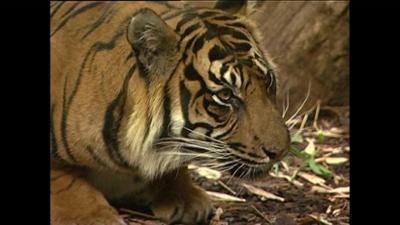 Giraffe, Erdmännchen & Co.: Raubtierfütterung im Katzendschungel (7)
