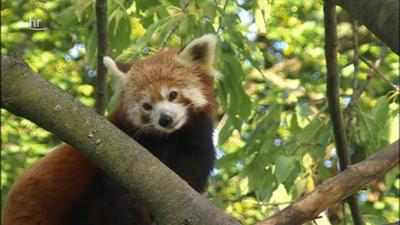 Giraffe, Erdmännchen & Co.: Kamel-Rodeo (197)