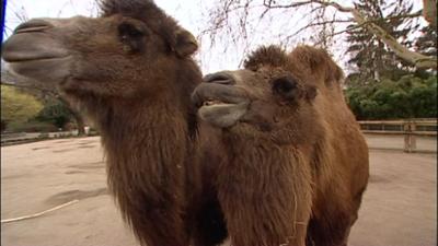 Giraffe, Erdmännchen & Co.: Überall Verwirrung (49)