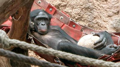 Giraffe, Erdmännchen & Co.: Die Eisbombe im Affenhaus (130)