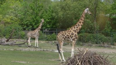 Giraffe, Erdmännchen & Co.: Zwei Giraffen auf großer Fahrt (15)