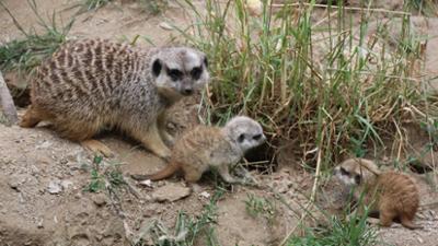 Giraffe, Erdmännchen & Co.: Erdarbeiten (154)