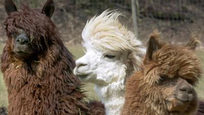 Giraffe, Erdmännchen & Co.: Tür zu! (16)