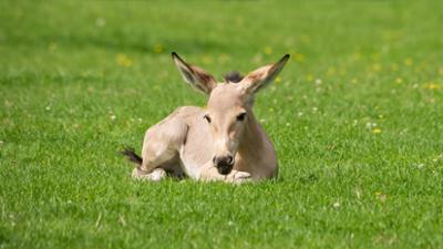 Giraffe, Erdmännchen & Co.: Vorhang auf für Okapikind Lindi (274)