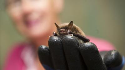 Giraffe, Erdmännchen & Co.: Unheimliche Begegnung (156)