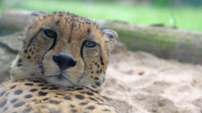 Giraffe, Erdmännchen & Co.: Was guckst du ...? (157)