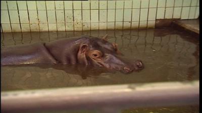 Giraffe, Erdmännchen & Co.: Wie verhüten Flusspferde? (31)