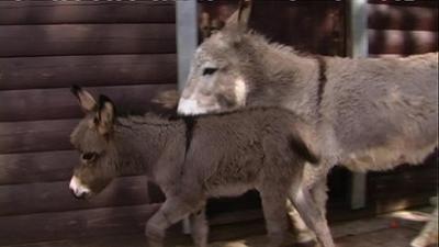 Giraffe, Erdmännchen & Co.: Aller Anfang ist schwer (50)