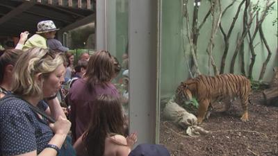 Giraffe, Erdmännchen & Co.: Reinemachen in den Zoo-Katakomben (317)