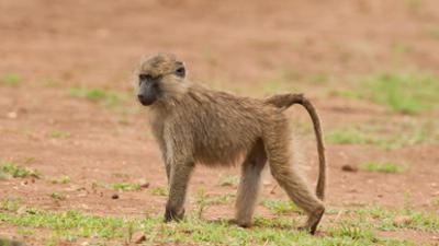 Giraffe, Erdmännchen & Co.: Fliegendes Futter (199)
