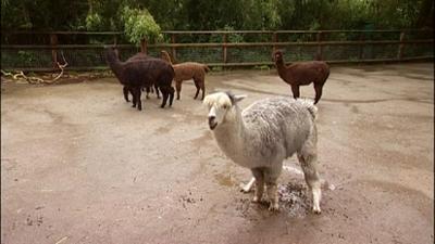 Giraffe, Erdmännchen & Co.: Liebe geht durch den Magen (51)