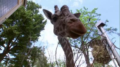 Giraffe, Erdmännchen & Co.: Hatari kann's nicht lassen (282)