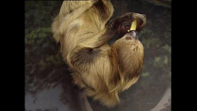Giraffe, Erdmännchen & Co.: Blinder Passagier (19)