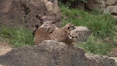 Giraffe, Erdmännchen & Co.: Den Erdmännchen stinkt's (200)