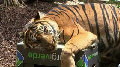 Giraffe, Erdmännchen & Co.: Mit Curry in den siebten Tiger-Himmel? (283)