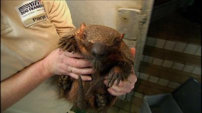 Giraffe, Erdmännchen & Co.: Der lahme Esel (201)