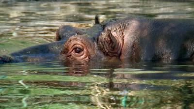 Giraffe, Erdmännchen & Co.: Geliebte Drecksbrühe (182)