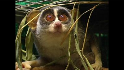 Giraffe, Erdmännchen & Co.: Tierisch aufdringlich ... (33)