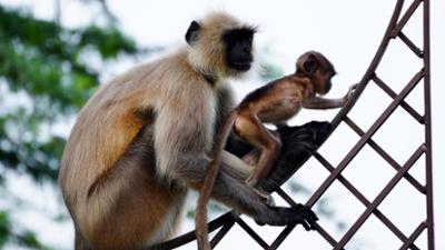 Giraffe, Erdmännchen & Co.: Mit Eisbomben gegen Affenhitze (202)