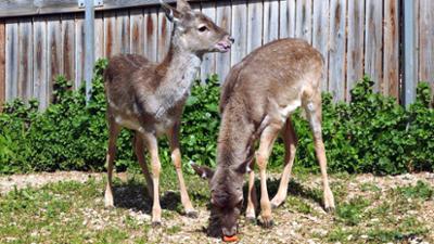 Giraffe, Erdmännchen & Co.: Neue Platzhirsche (158)